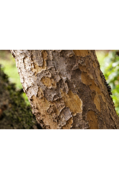 Парротія перська кора